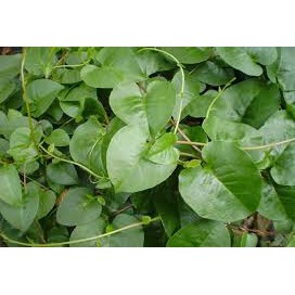 

50 lembar DAUN BINAHONG SEGAR HEARTLEAF MADERAVINE MADEVINE DENG SAN CHI