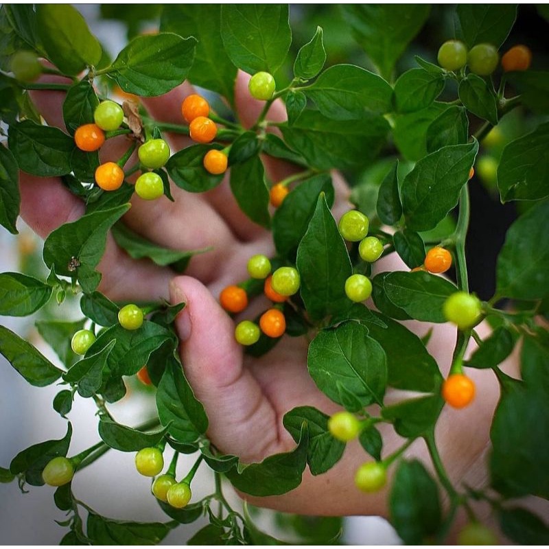 Benih Cabai Unik Import Aji Charapita Pepper 10 biji