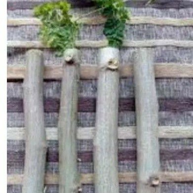 stek batang tanaman obat herbal kelor