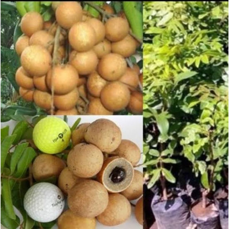 kelengkeng pingpong