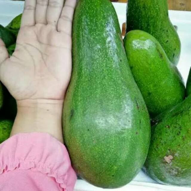 Bibit buah alpukat jumbo aligator