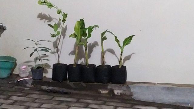 Bibit Jeruk Lemon Jumbo Parfum