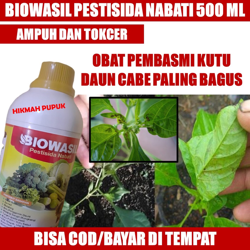 OBAT MEMBASMI KUTU DAUN CABAI PALING AMPUH BIOWASIL - Pestisida Hama Kutu Daun Cabe, Terong, Tomat P