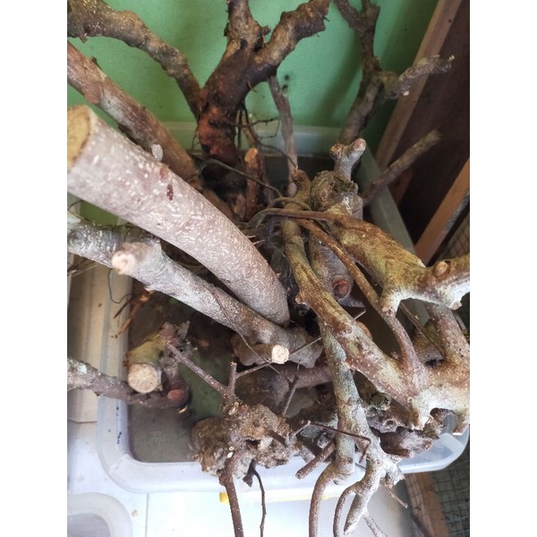 dongkelan iprik karakter bagus dan kropos