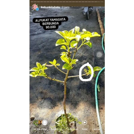 alpukat berbunga