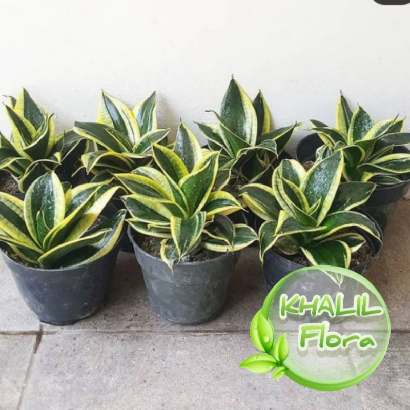 Tanaman Lidah Mertua Sansivera - Sansivera Mini Pagoda