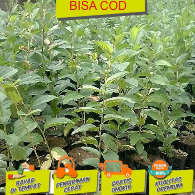 bidara arab Bibit tanaman buah