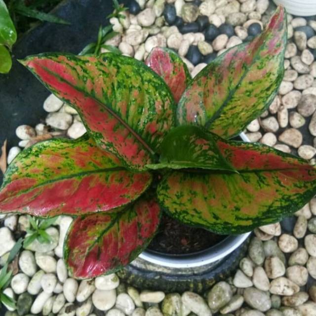 Tanaman Hias Aglonema Heng Heng / Pohon Hias Aglonema Heng Heng / Aglonema Heng Heng