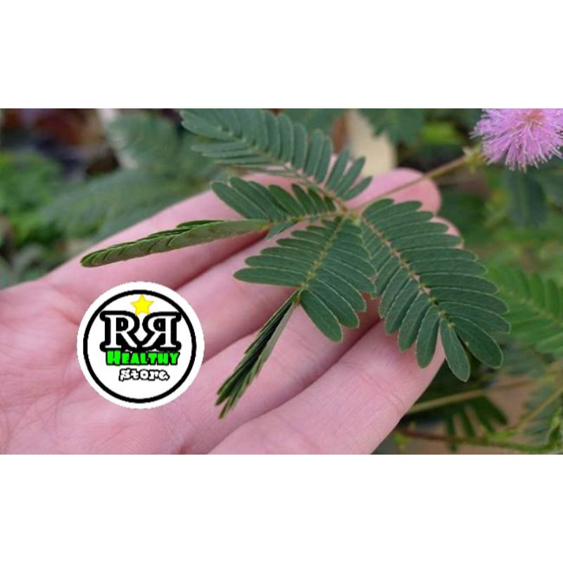 

putri malu segar 100gr