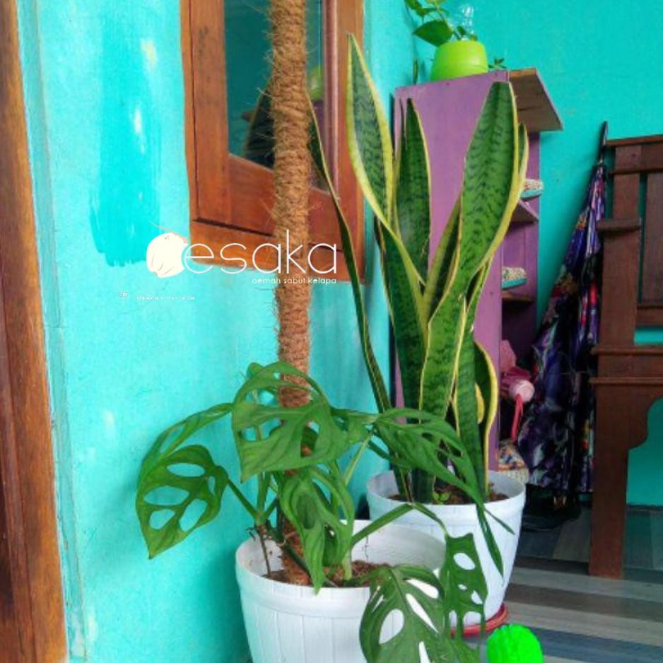 TERDEPAN oesaka turus penyangga tanaman | rambatan | stik rambatan | turusan 1 meter | media rambat