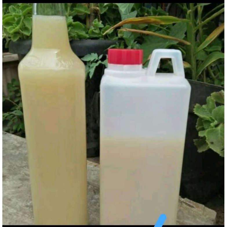 

Madu Putih Murni 1kg