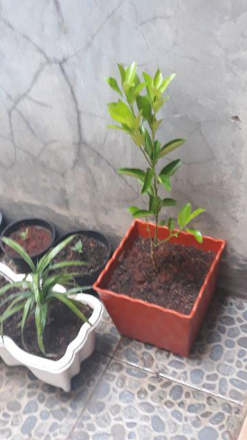 Bibit Jeruk Cui Kip
