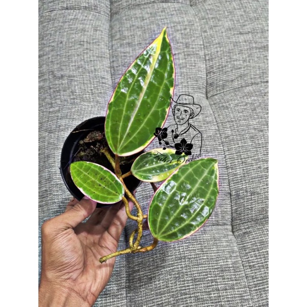 FahriOrchid - Hoya macrophylla variegata