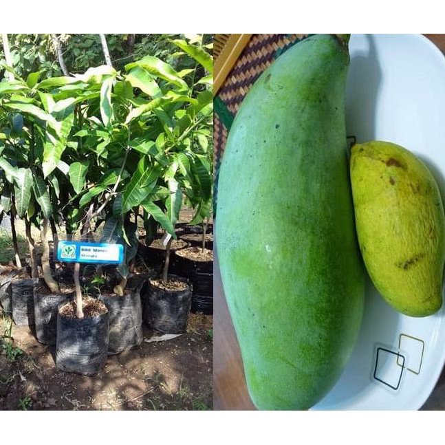 h2o Bibit Mangga Mahatir b3rk4h