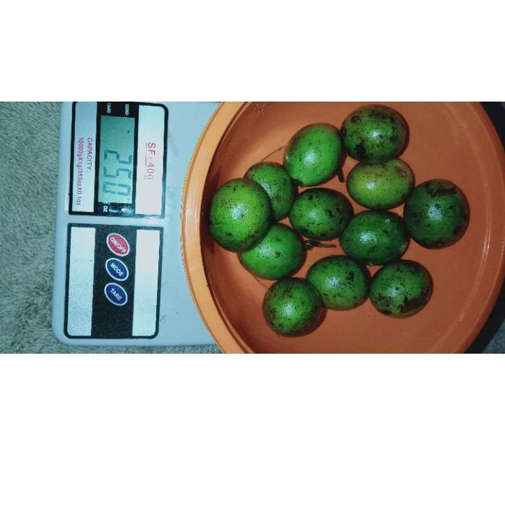 

[KODE PRODUK HMH0U7467] BUAH GANDARIA / BUAH JATAKE / BUAH SEGAR / BUAH PETISAN