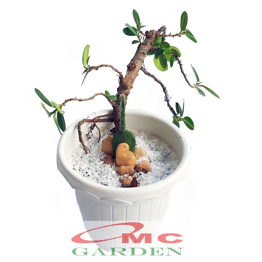 Tanaman Hias Pohon Bonsai Mame Beringin Korea Mini Dolar Kaktus Centong B-BK-003