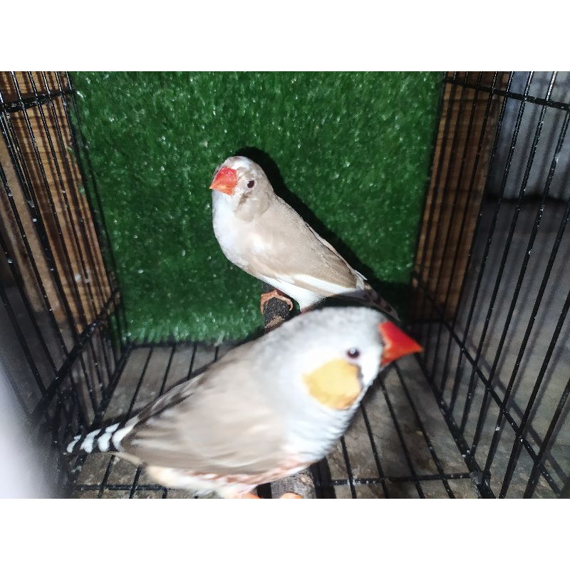 Sepasang burung Zebra finch ternakan size medium