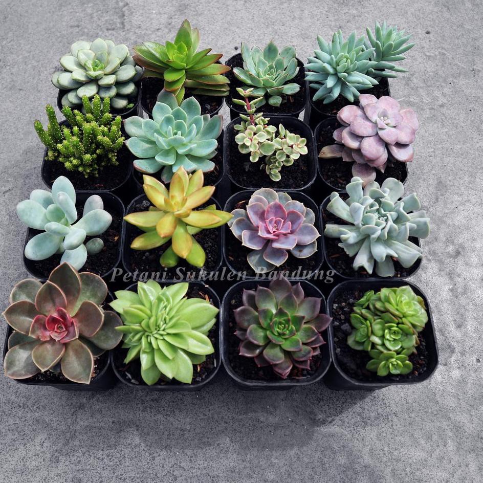 Lagi Tren PAKET Sukulen Kaktus MINI 10pcs warna warni Lagi Tren PAKET Sukulen Kaktus MINI 10pcs warna warni
