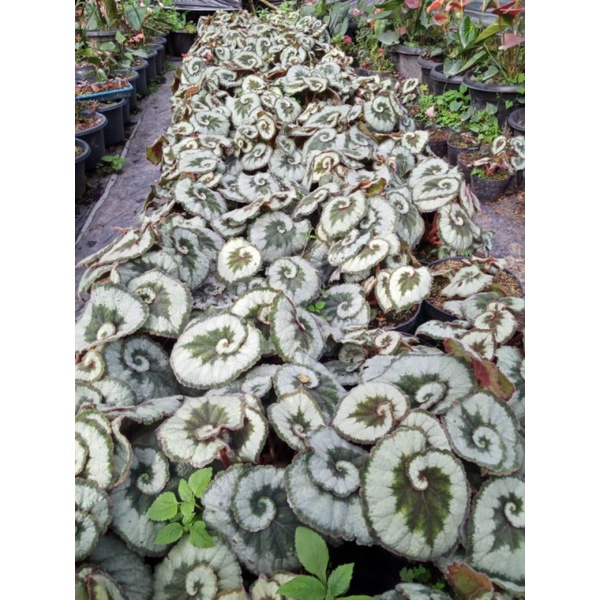 Begonia keong hijau full pot