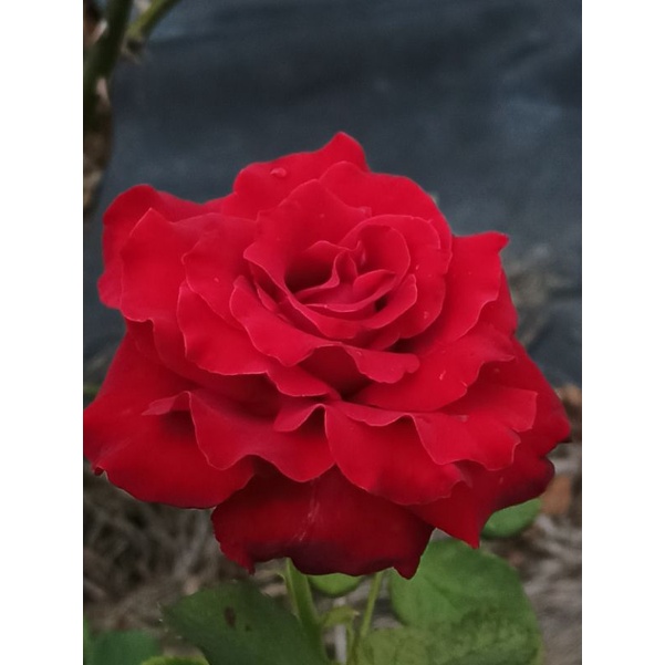 JASA EDIT FOTO / Edit foto