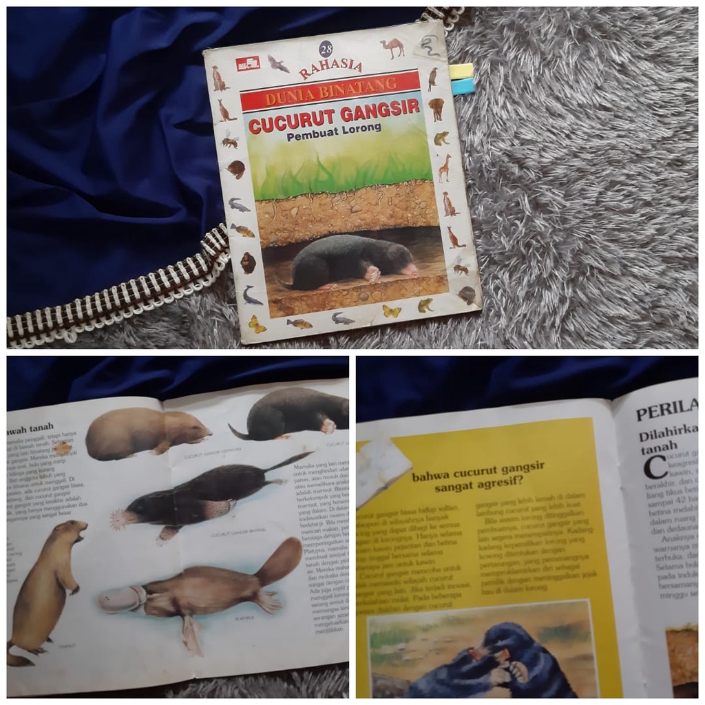 Cucurut Gangsir Pembuat Lorong Rahasia Dunia Binatang buku anak bekas second preloved