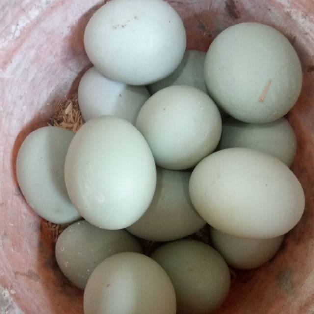 

Telur Bebek Asli