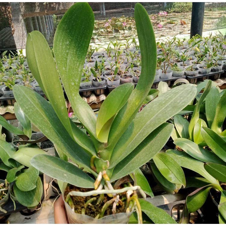 angbul  spike bunga jumbo