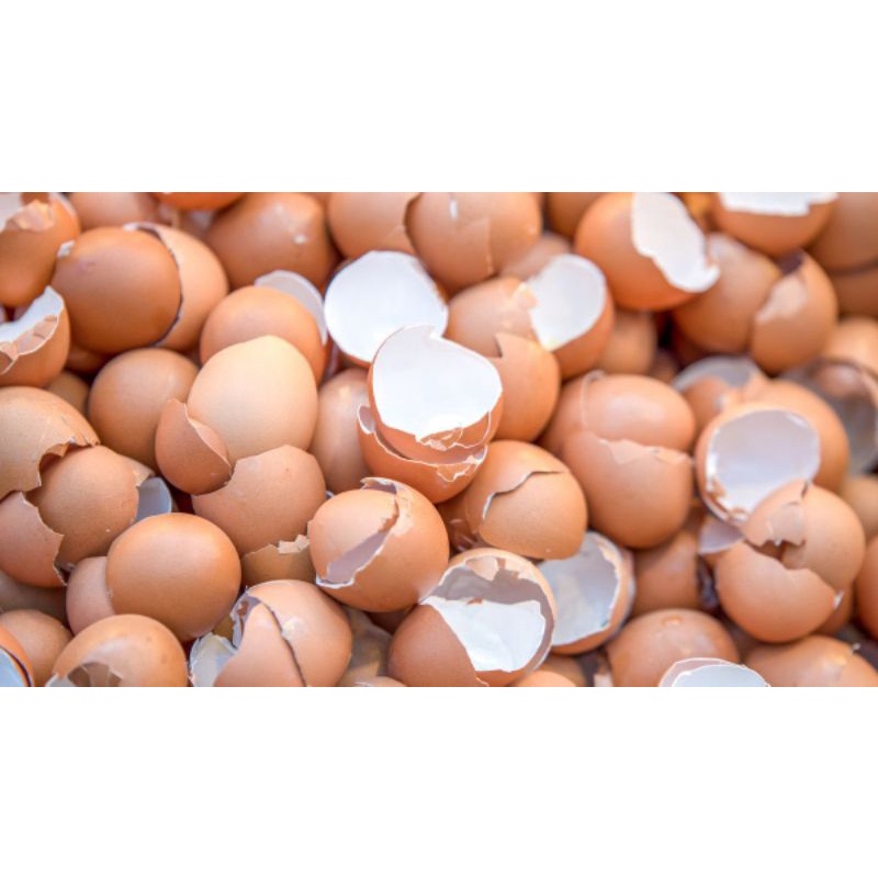 

Kulit Telur / Cangkang telur