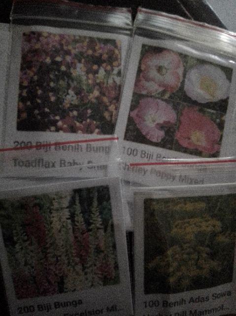 100 Benih Adas Sowa Herbal Dill Mammoth Long Island Anethum Graveolens