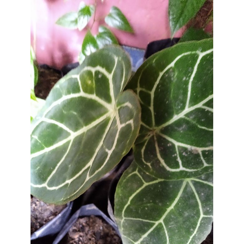 anthurium anturium kuping gajah