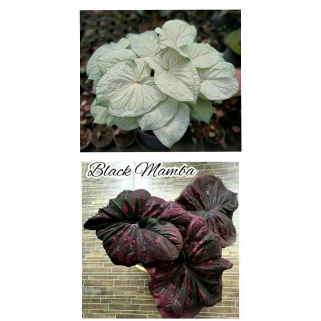 tanama hias umbi caladium thailand keladi hias