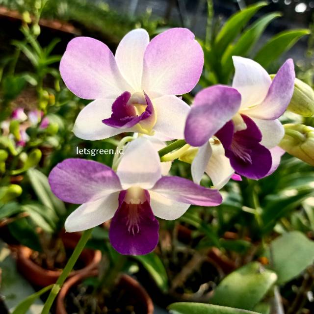Anggrek Dendrobium Arindang Blue Angel