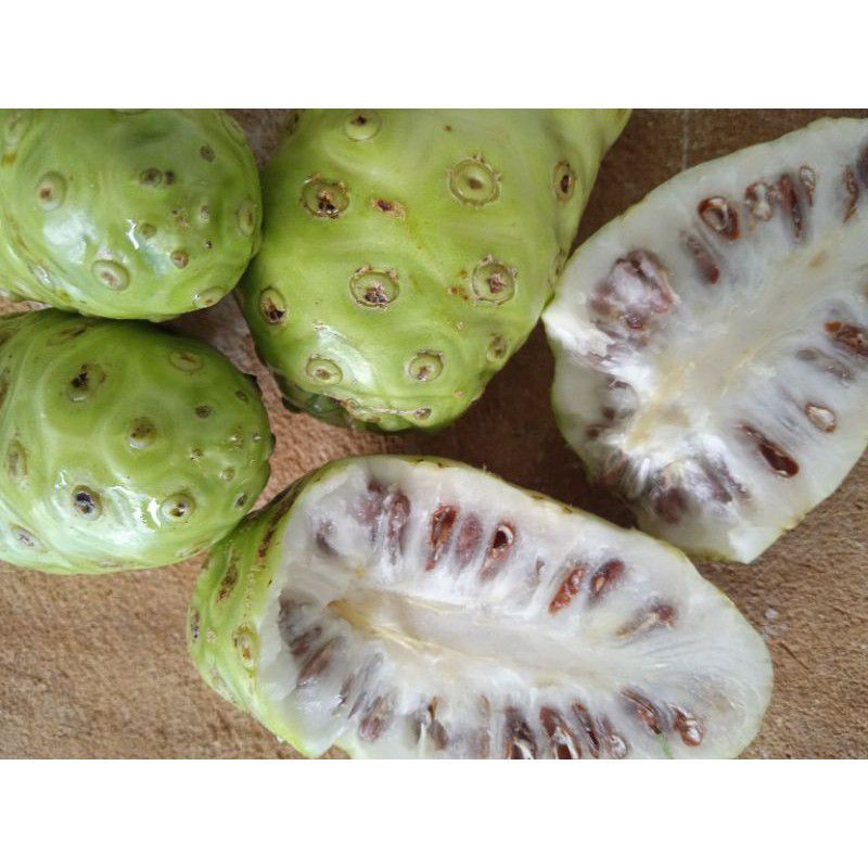 

mengkudu mateng/pace