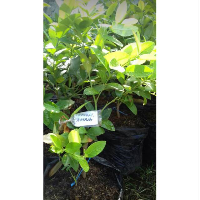 LEMON EURIKA LEMON AMERIKA JERUK