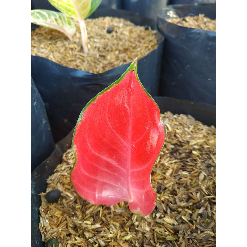 Bonggol suksom jaipong Lokal / aglonema suksom jaipong bonggol lokal