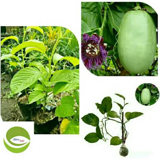 ny4r bibit tanaman buah markisa jumbo/pohon buah markisa jumbo/buah markisa jumbo rambat r%