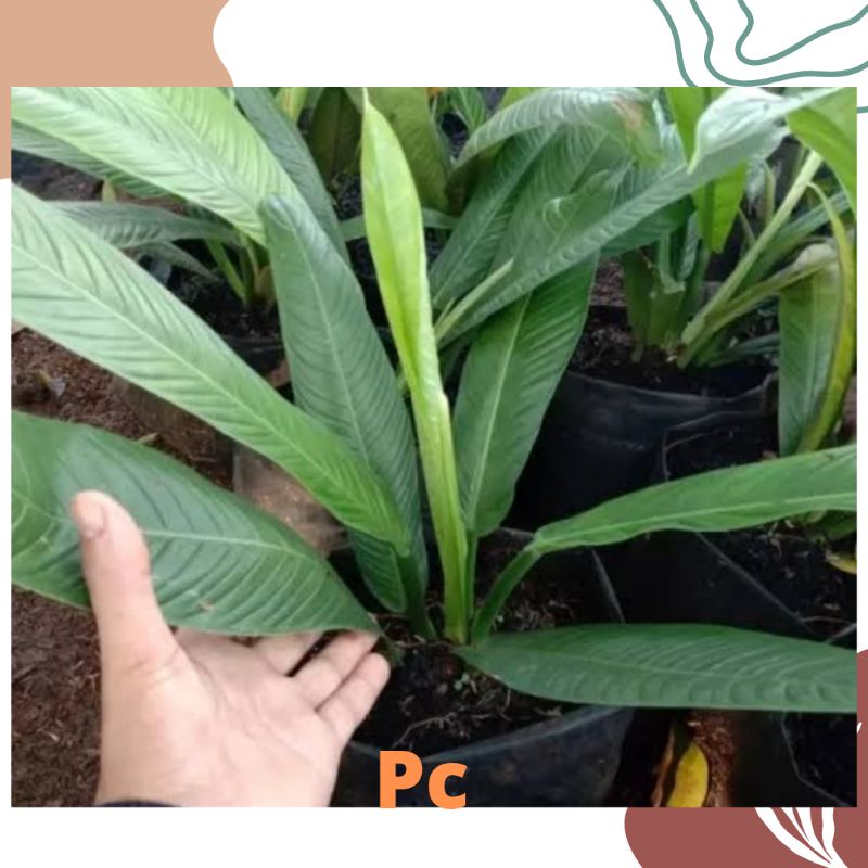 Tanaman hias Anthurium Rinet