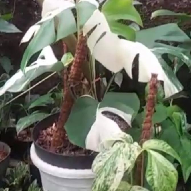 Tanaman Hias Montera King Varigata-Varigata Janeamarashop
