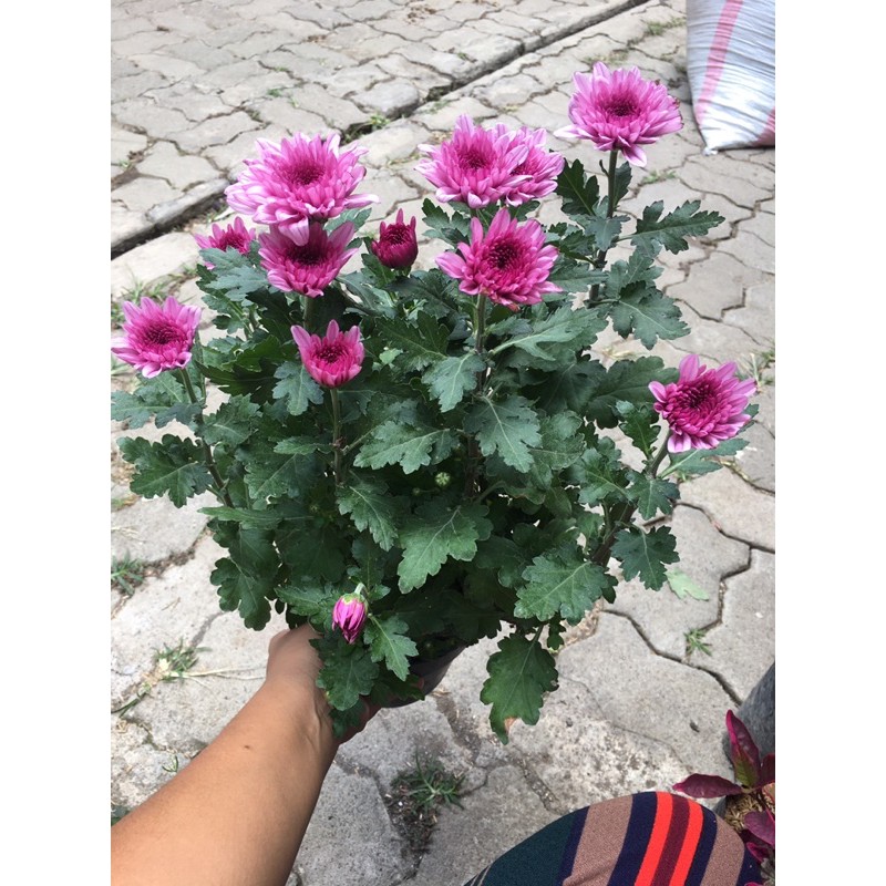 

BUNGA KERSAN