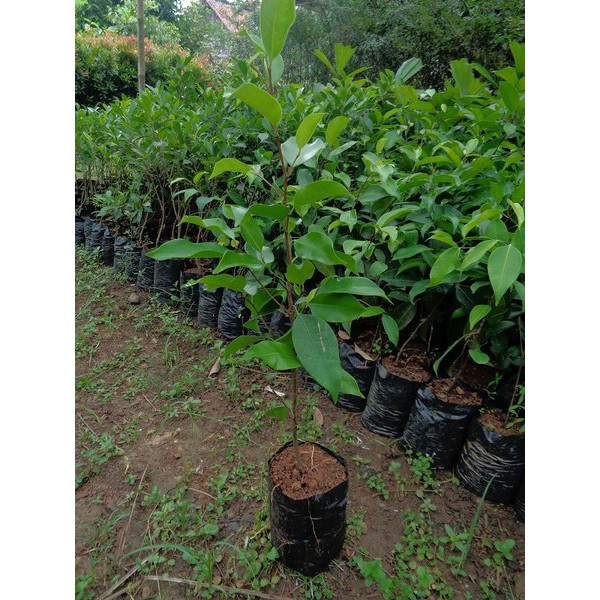 BIBIT BRINGIN PREH ATAU BRINGIN IPRIK