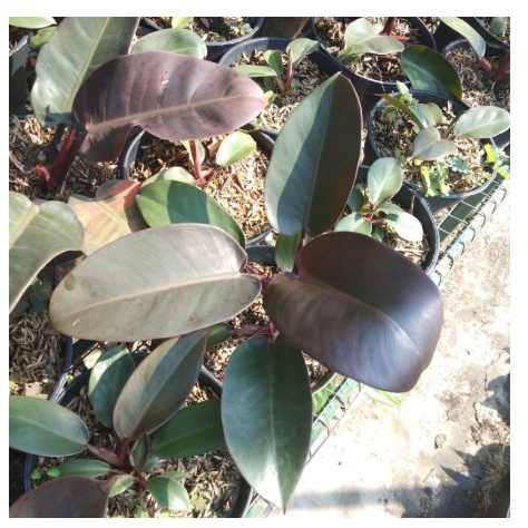 TANAMAN HIAS PHILODENDRON BLACK CARDINAL ASLI TANAMAN PHILO BLACK CARDINAL MURAH