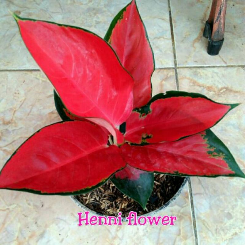 Bunga Aglonema Suksom Jaipong Super 7-9 Daun/Suksom Jaipong culture/Suksom tangkai