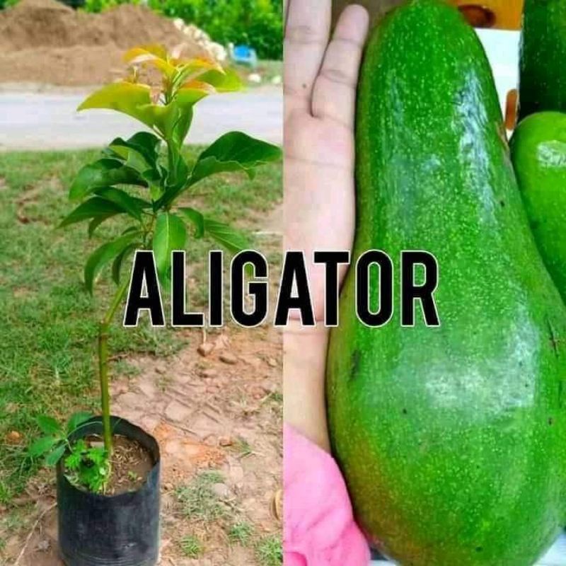 

Bibit alppukat aligator super unggul cepat berbuah