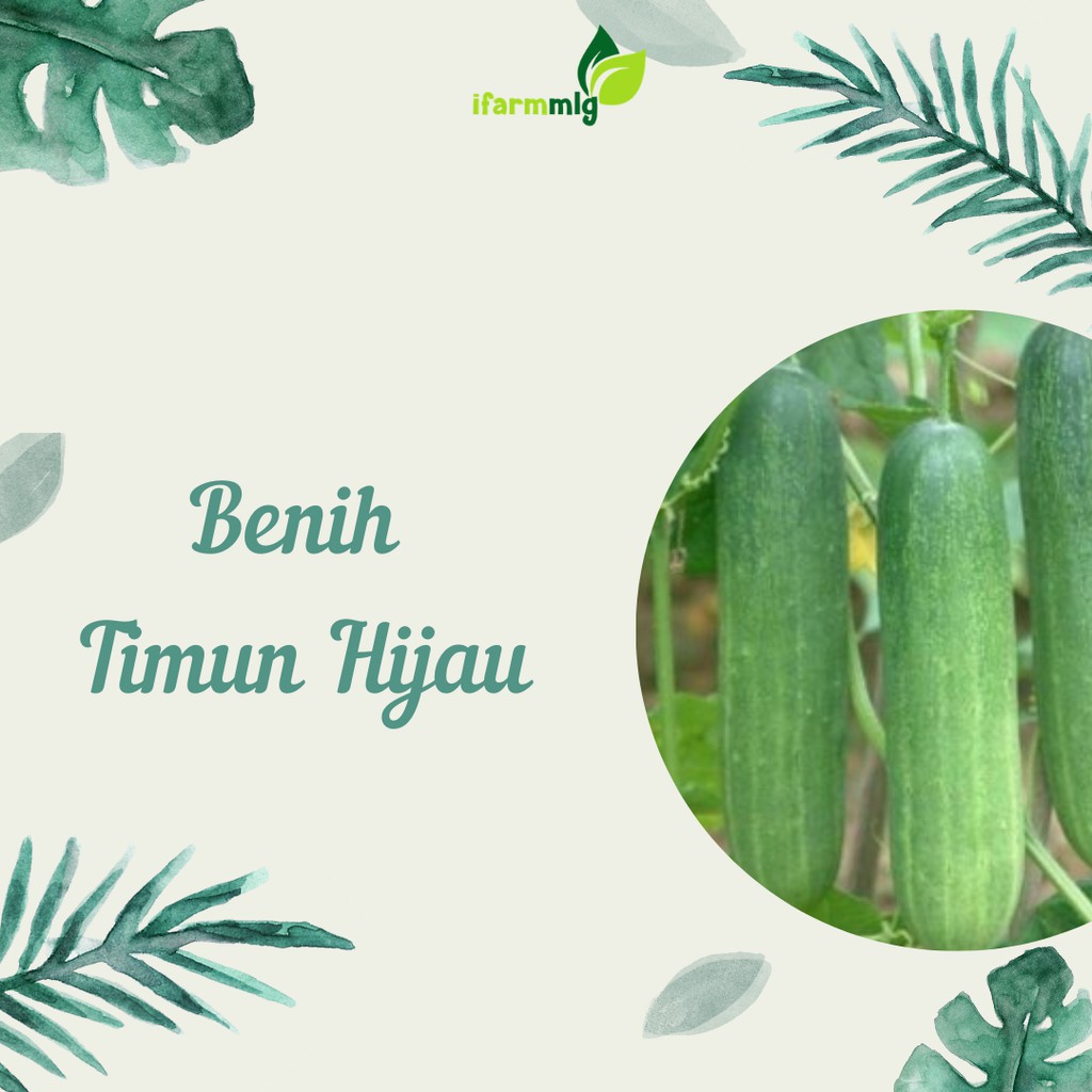 Benih Timun Hijau Roket Kemasan Repacking