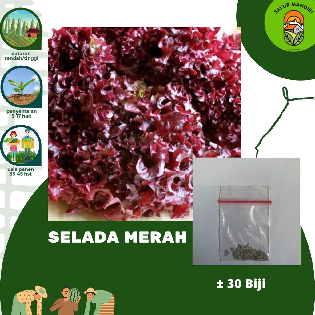 Benih Selada Merah Seribuan