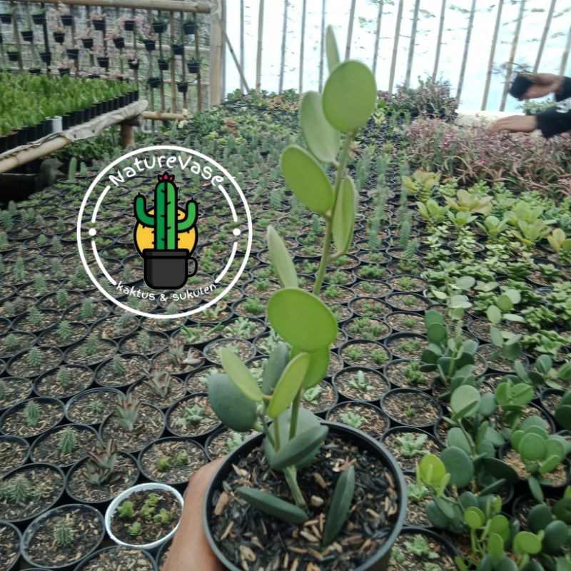 KAKTUS SUKULEN silver dolar