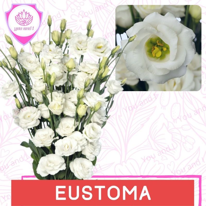 Benih EUSTOMA WHITE - Biji Bibit Bunga