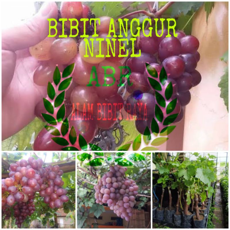 bibit anggur ninel cepat berbuah