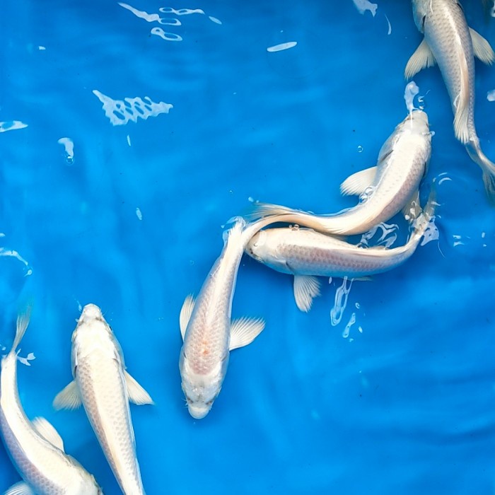 bibit ikan koi platinum ogon metalik white putih