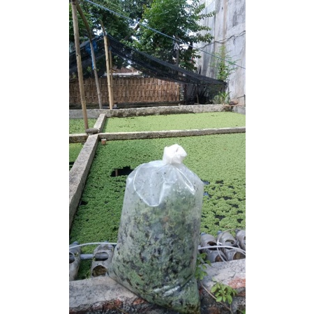 Azolla  /1kg